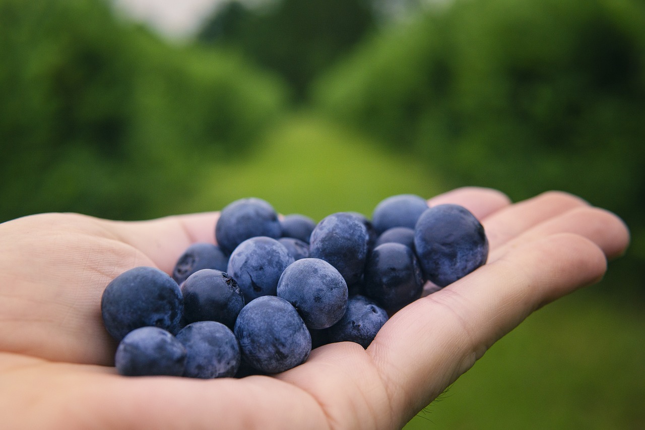 blueberries-6352547_1280 - Copy